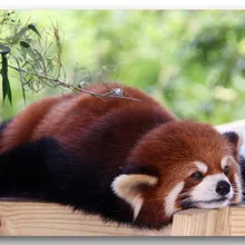 Коврик для двери в комнату aplisia, красная панда, лежащий принт, 40x60 см, коврик для двери на заказ, домашний декор, ковер, модный ковер