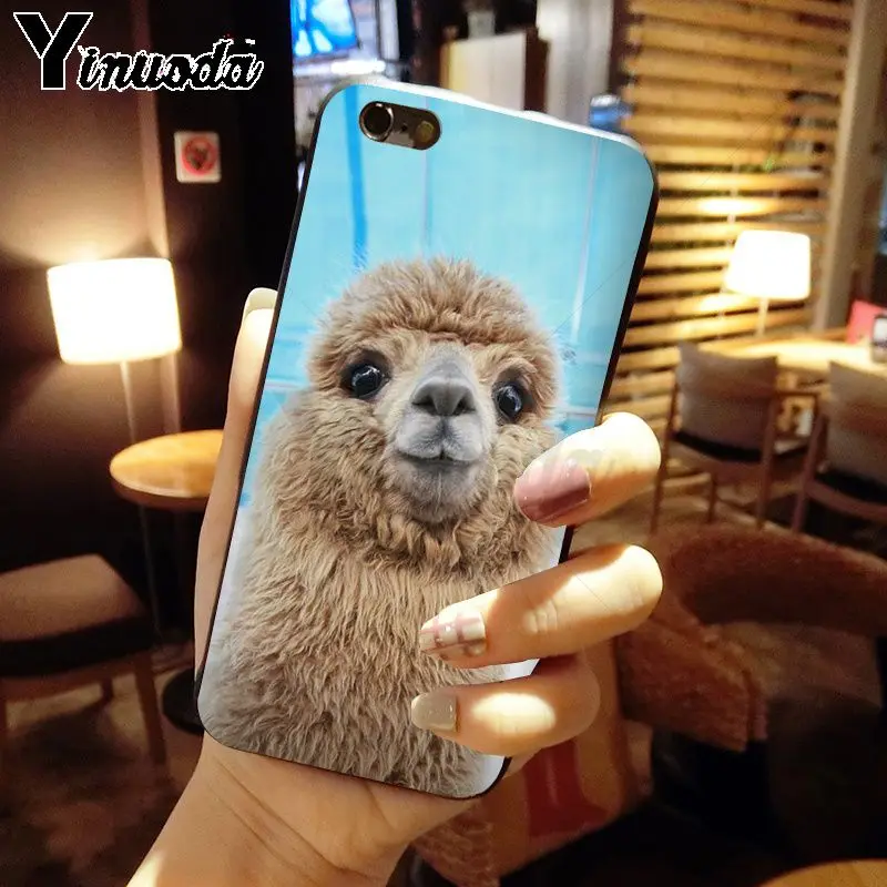 cow alpaca zebra giraffe