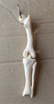 

Mini Female anatomy Human LEG BONE joint model skeleton throat anatomical Anatomy Skull Sculpture Head model Muscle Bone Artist