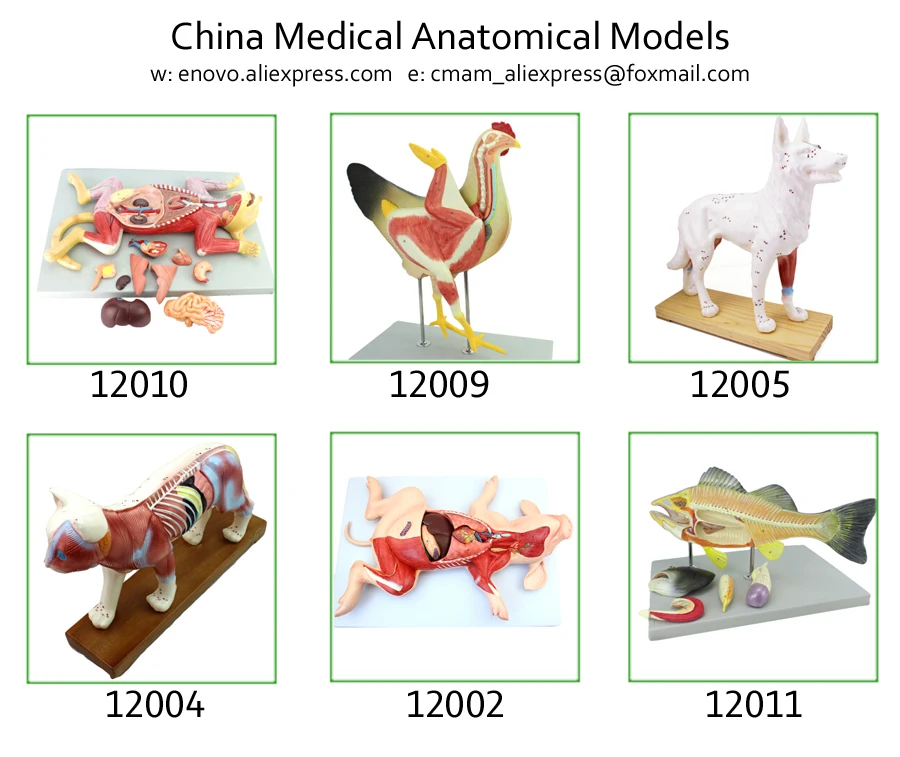 12004/модель иглоукалывания кошки-ветеринара, медицинская научная образовательная учебная анатомическая модель