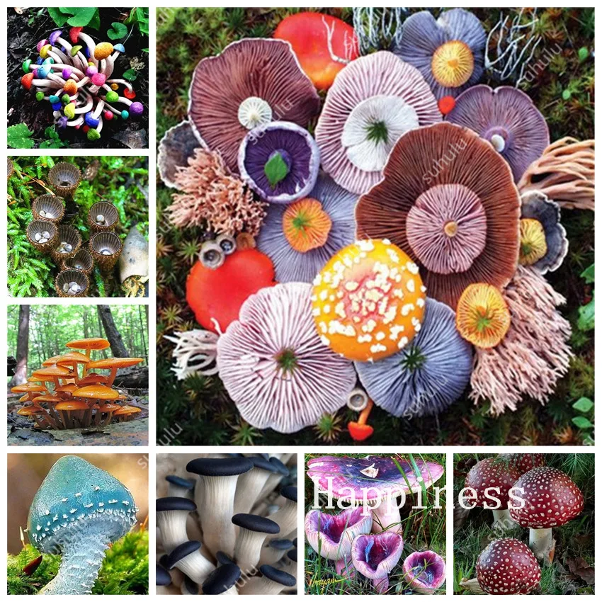 

100 Pcs Delicious Mushroom Bonsai Organic Green Food Funny Succulent Plant Edible Healthy Vegetable Plant For Happy Farm