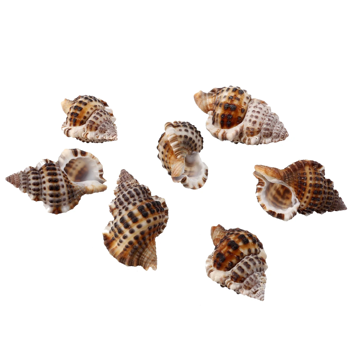 7pcs/set Natural Beautiful Sea Shell Conch Craft  Aquarium Decor Ornament Accessories For Jewelry Making DIY  Mayitr