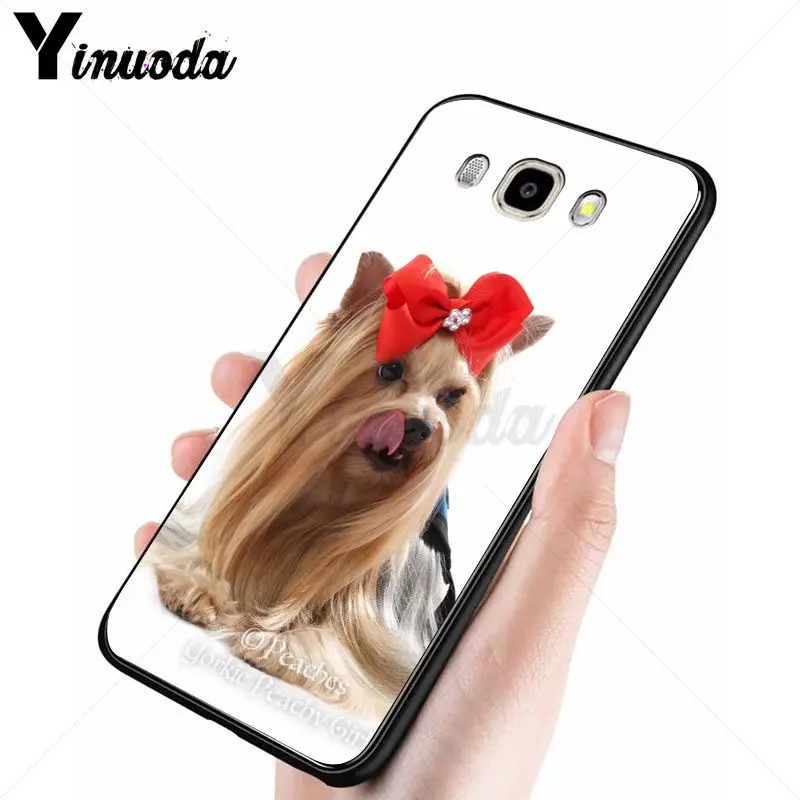 yorkshire terrier dog puppy 