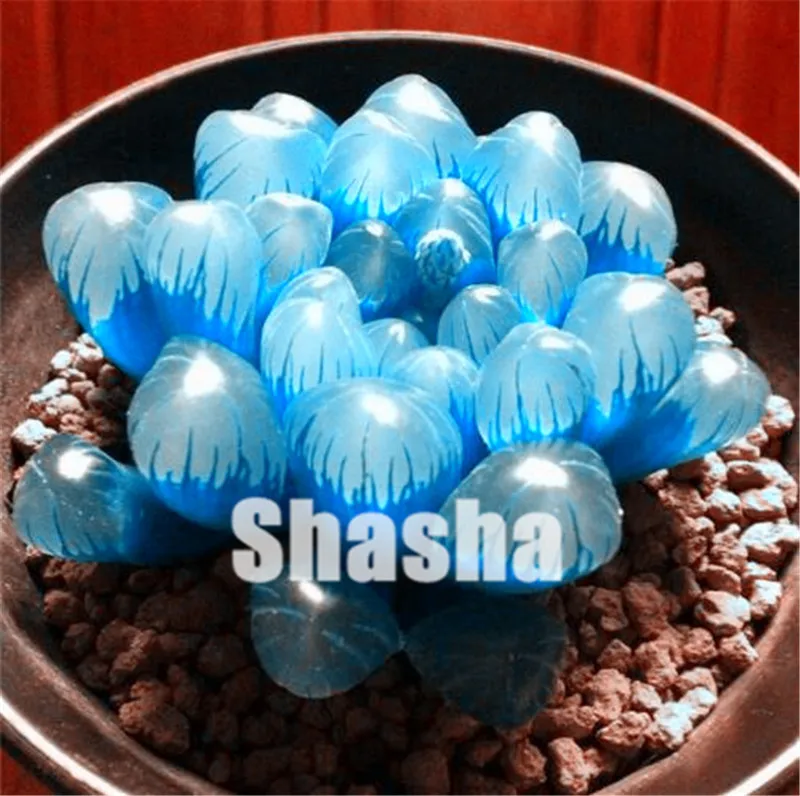 200pcs//bag Mini Potted Succulents flower grass Seeds courtyard plant