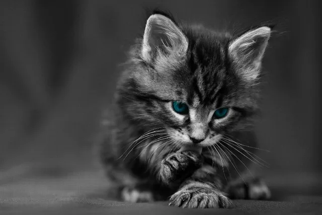 diy frame cute black kitten high definition kitty baby animal poster