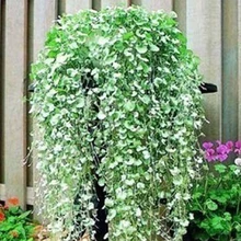 Sementes Semillas Four Seasons Газонная Трава Семян Подкова Золотые Подвесные Горшки Медный