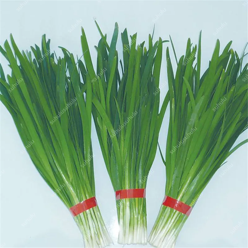 

Chinese Chive Bonsai Garden Potted Leek Plants Bonsai For Home Garden Easy To Grow Vegetables Four Seasons Planting 300 Pcs/bag