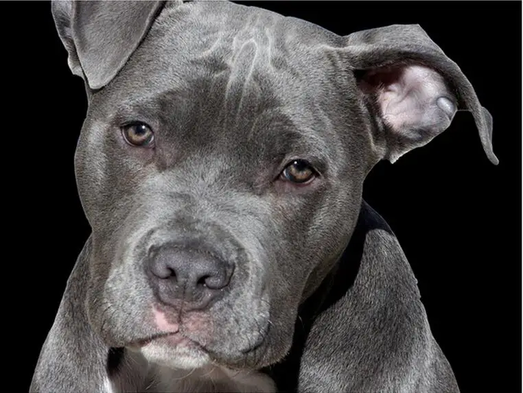 Pit Bull Terrier dog