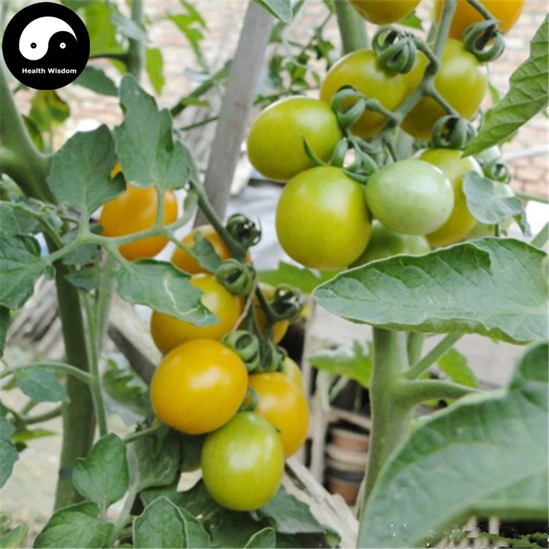 Buy Yellow Cherry Tomatoes Vegetable Semente 400pcs Plant
