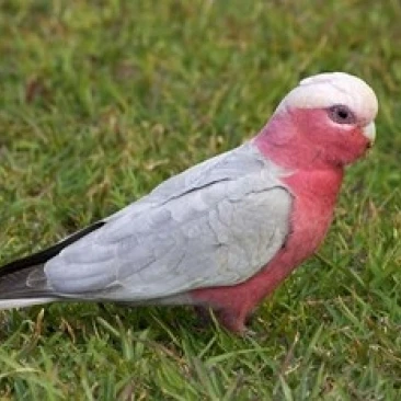 Galah bird  Nambucca Heads  New South Wales  Australia Poster Print by David Wall (26 x 17)