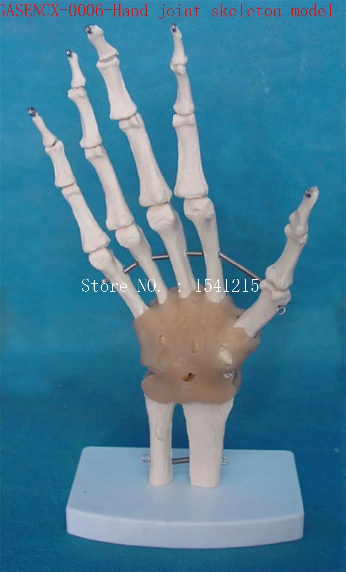 

Hand joint skeleton model Human skeleton Skeleton model Teaching model Medical mold-GASENCX-0006
