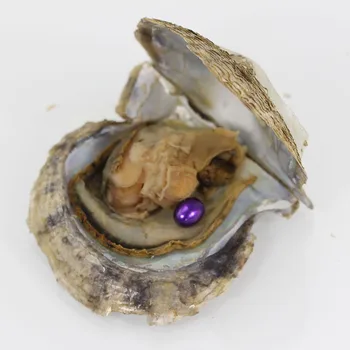 

Fashion Purple Pearl Beads in Akoya Oysters Pearl Party 20pcs 6-7mm Rice Akoya Pearl in Oysters with Vacuum Package FP235