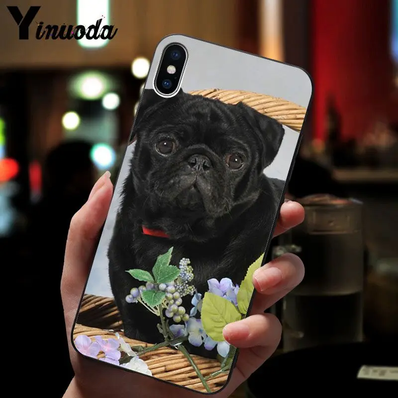 Cute pug dog
