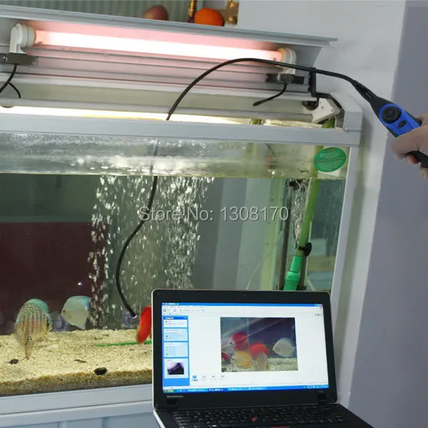 VID-98A_fish