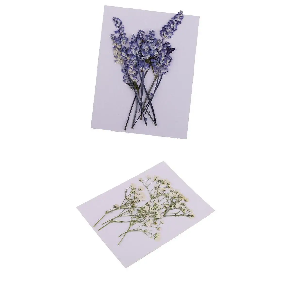 MagiDeal 20x Pressed Dried Flowers Real Babysbreath Sage DIY Scrapbooking Arts Crafts Fake Flowers for gift packaging DIY Craft 