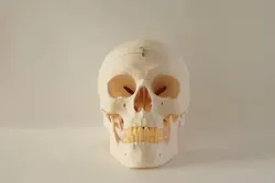 Человеческий мозг Скелет Анатомические взорвалась череп 1: 2 модель скелета микроскоп с протезов зубов в"