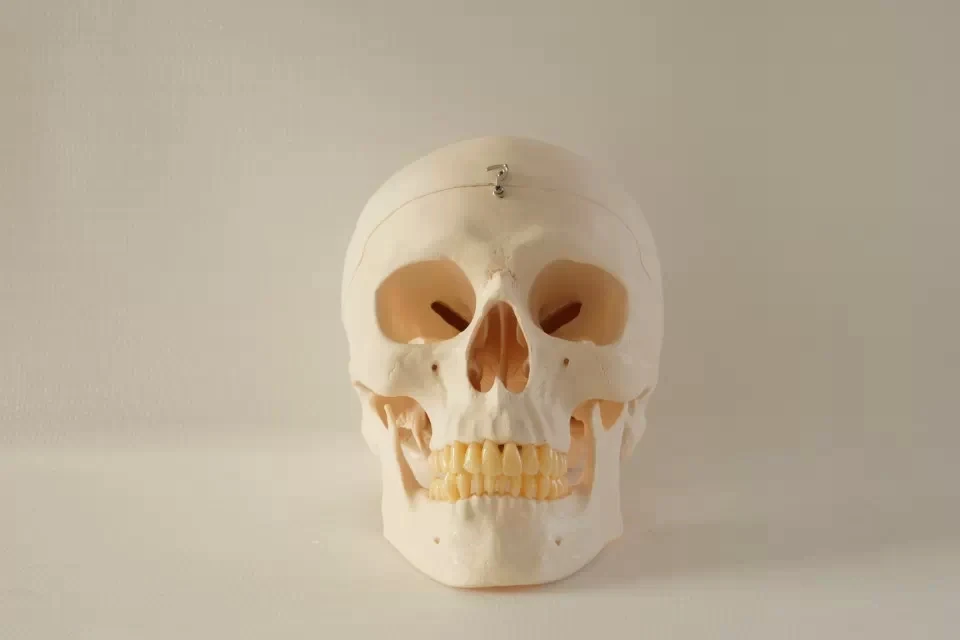 

human brain skeleton anatomical EXPLODED SKULL 1 : 2 MODEL skeleton microscope with denture teeth in trauma
