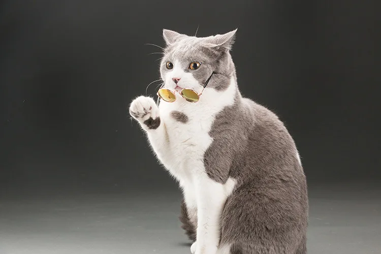 Cool Small Dog Cats Sunglasses Metal Frame Multi Colors Cat Eyewear Accessories Hot Sale (1)