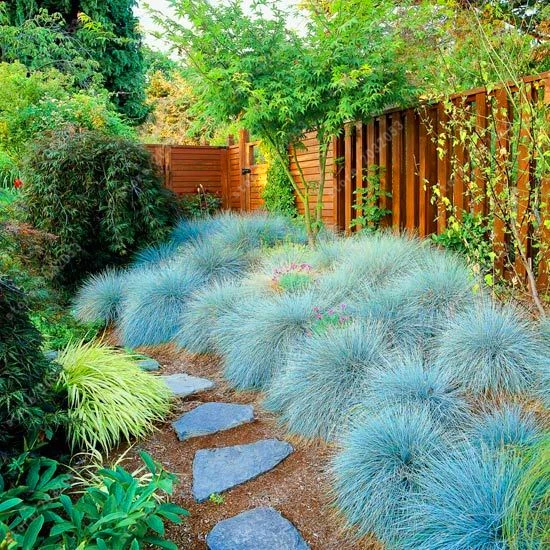 

Blue Fescue Grass - (Festuca glauca) perennial hardy ornamental beautiful grass for flower pot planters