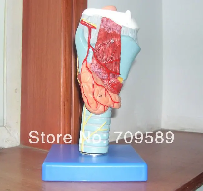 

Human Larynx
