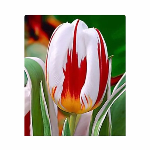

ZLKING New Varieties 100PCS Armenia White Red Stripe Tulip Flowers Bonsai Tulip flower Plant Of For Home Garden Supplie