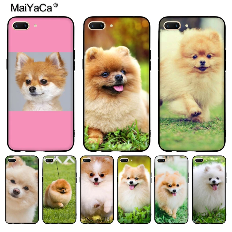 pomeranian accessories shop