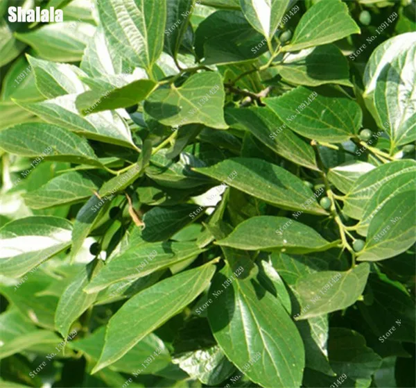 HTB1suasHFXXXXcLXpXXq6xXFXXXV