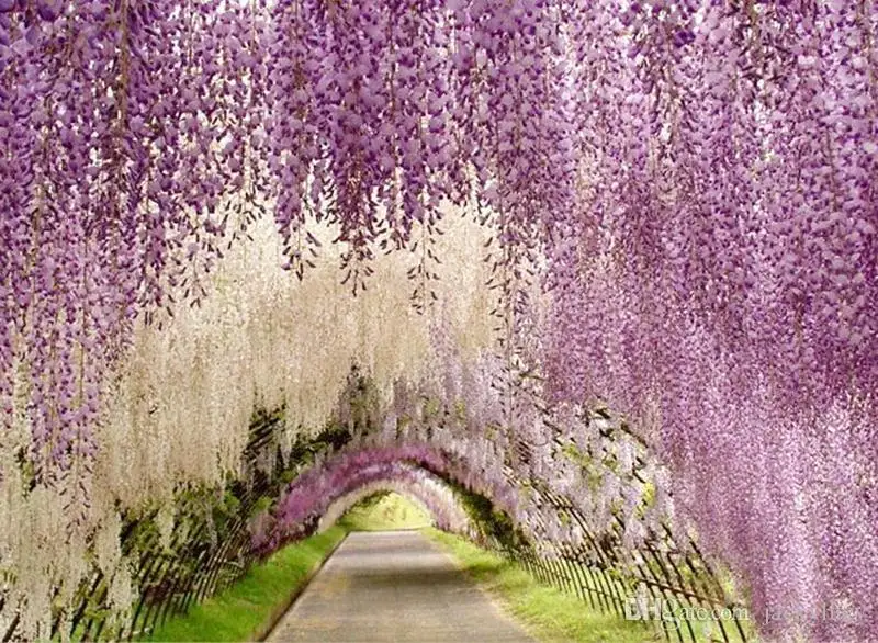 Upscale Artificial Silk Wisteria Flowers For DIY Wedding Arch Square Rattan Simulation Flowers Home Wall Hanging Decoration Upscale Artificial Silk Wisteria Flowers For DIY Wedding Arch Square Rattan Simulation Flowers Home Wall Hanging Decoration