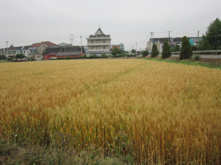 Заводская цена 4 колеса BCS дизельная пшеница/рис/жатка для риса связывающая машина