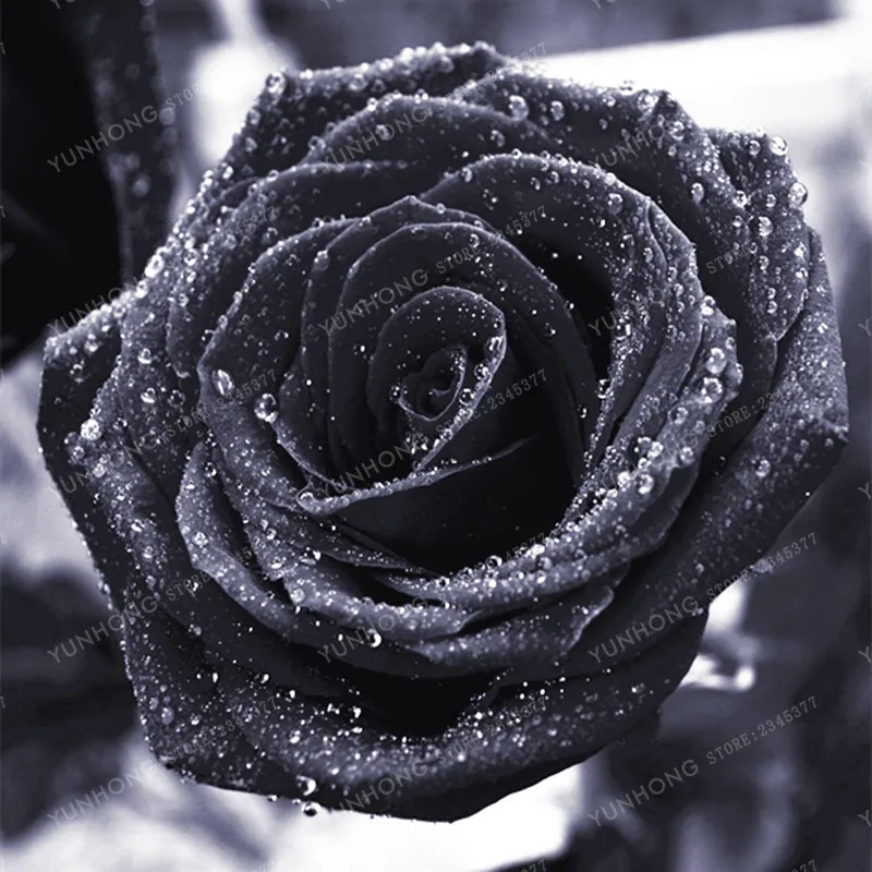 100 Pcs Rare Rose Bonsai Black Rose Flower With Red Edge Rare Rose Flowers Bonsai For Garden Bonsai Planting 100 Pcs Rare Rose Bonsai Black Rose Flower With Red Edge Rare Rose Flowers Bonsai For Garden Bonsai Planting