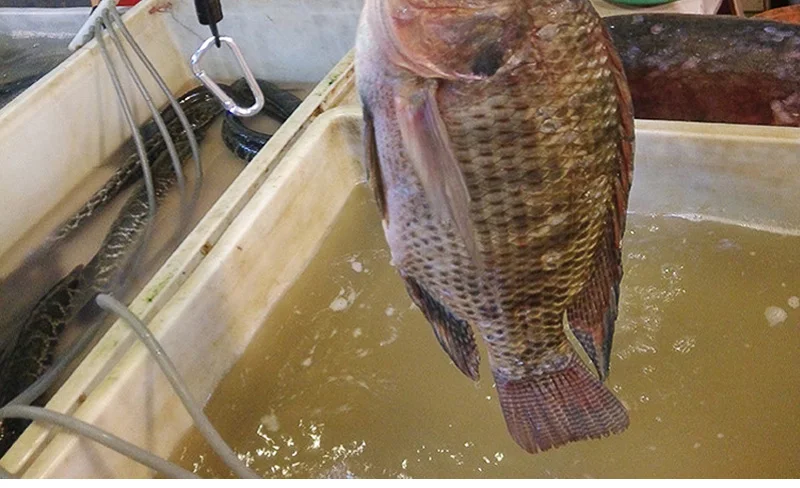 Lawaia Fish Grip Luya 3 Цвета Дополнительно 304 нержавеющая сталь Клип рыболовные пассатижи вес около 168 г анти-провод для прогулки с детьми рыболовное оборудование