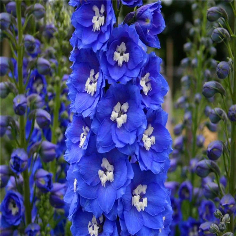 Цветок карликовые деревья 100 шт. Delphinium Mix гигантский Дельфиниум Cultorum горшках сад открытый декоративные Planta Sement для домашний декор