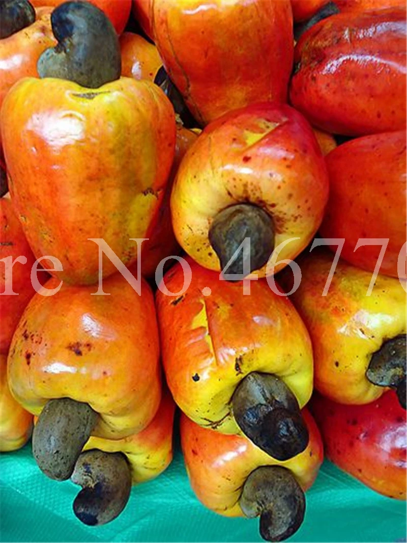 New Garden Plants 10 pcs Mini Cashew Tree Bonsai Anacardium Occidentale Rare Outdoor Plant Tree Potted Fruit Germ Free Shipping