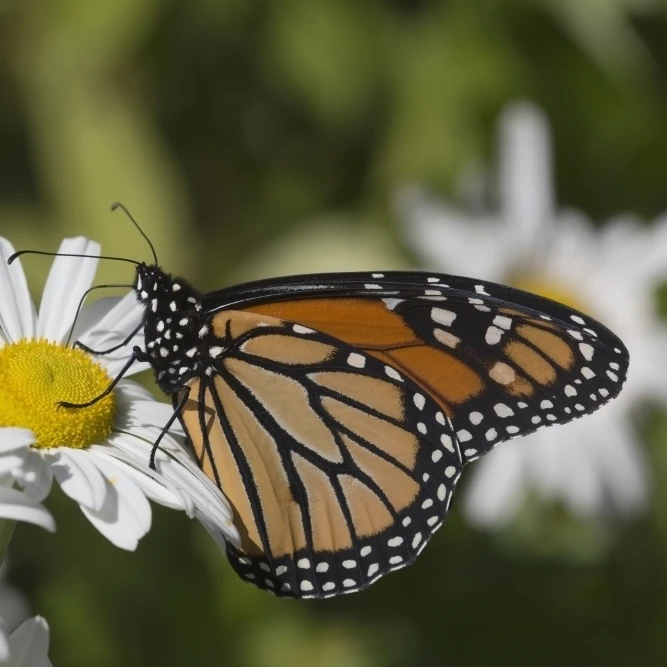Monarch Butterfly nectaring on a Montauk Daisy in autumn; Madison  Connecticut  United States of America (38 x 24)