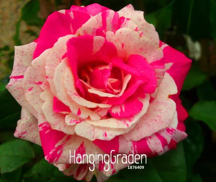 Кол-во продаж! цветочные горшки, 20 видов, 100 шт./упак. радужного цвета, украшенное розами, красивая Роза растения семена бонсай растения Флорес,# YOEXYE