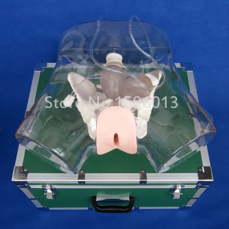 Прозрачный Катетеризация мочевого пузыря, симулятор кюретажа симулятор, расширение и Curettage, искусственный аборт обучение