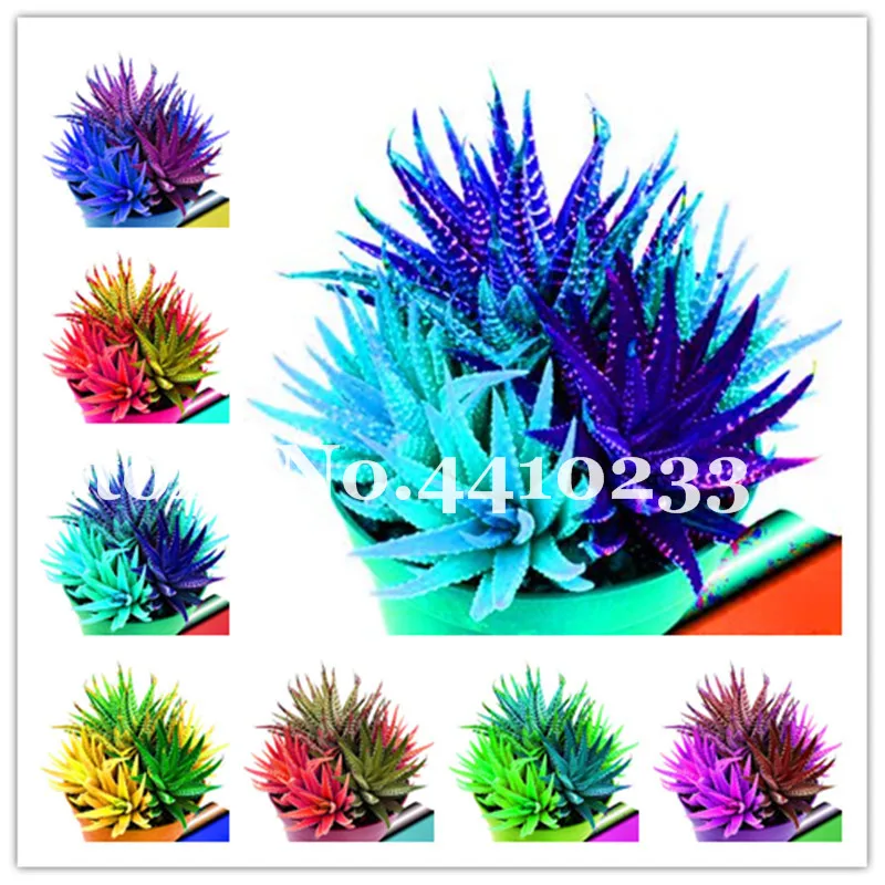 

100 Pcs Colorful Aloe Bonsai Plants Edible Beauty Edible Cosmetic Bonsai Succulents Plants Bonsai For Home Garden Herb Plantas