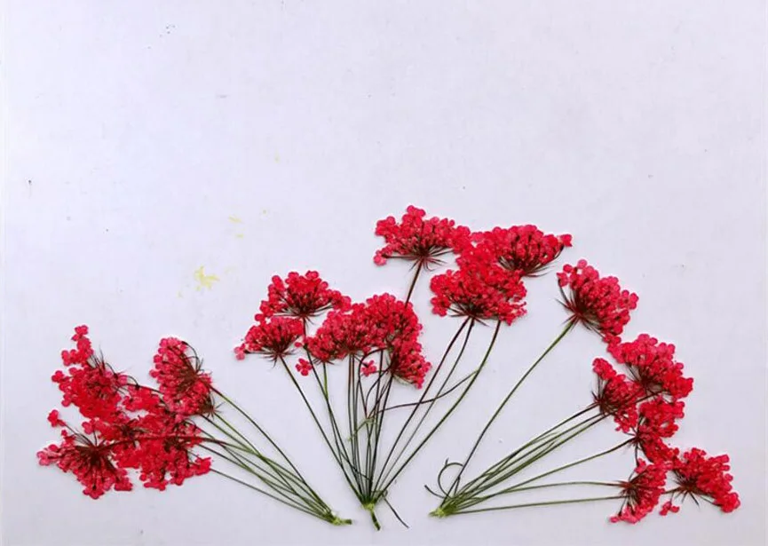 (SF)-red