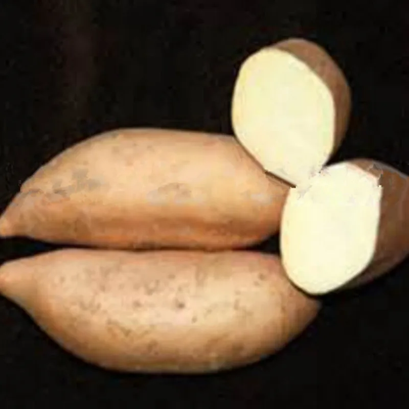 Sweet Potato Seeds Best Seeds Online Free Shipping Worldwide