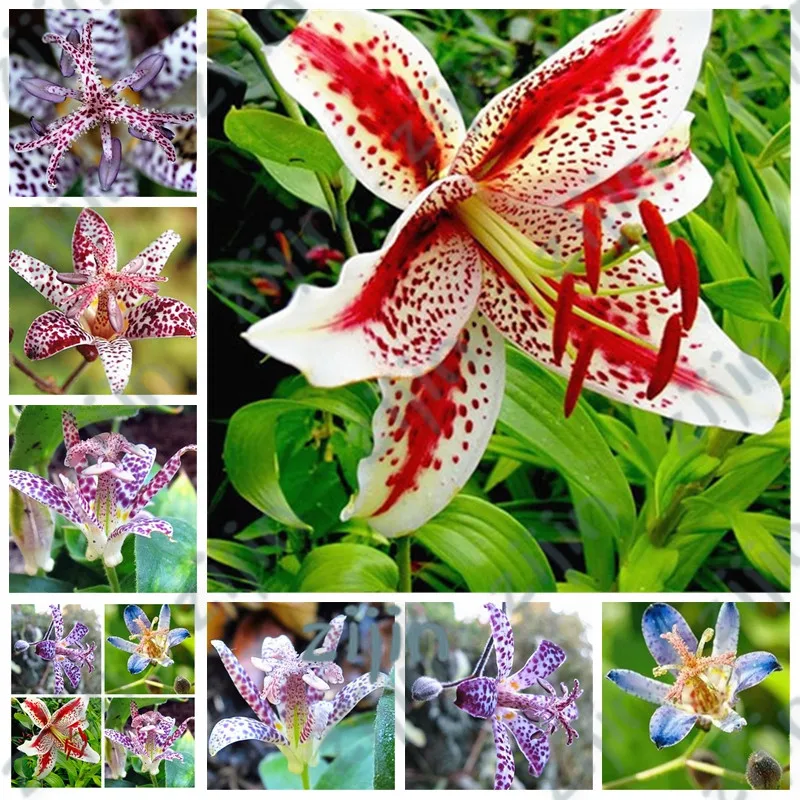 

100Pcs Imported Toad Lily Bonsai Outdoor Charming Perennial Bonsais Potted Lilum Flower Landscaping Garden Plant