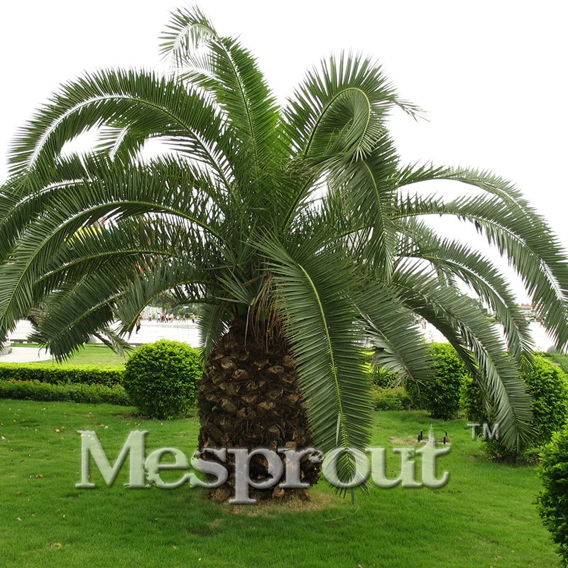 

Best-Selling! Cycas Plant Bonsai Potted Flower Bonsai for DIY Home Garden Household Items -1 PCS Cycas Bonsai /bag