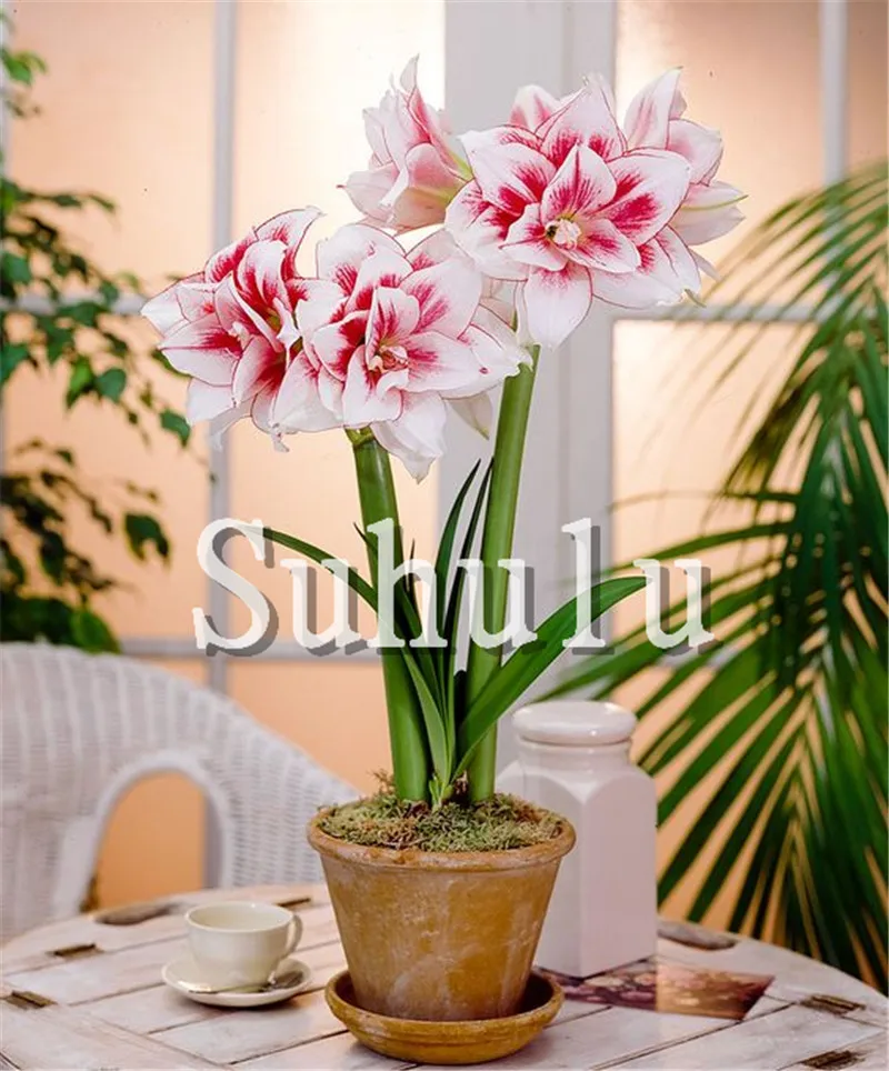 Sales! 100 pcs/bag Amaryllis Hippeastrum bonsai, Not Bulbs Bonsai Flower ,Hippeastrum for home&Garden Barbados Lily Flower pot