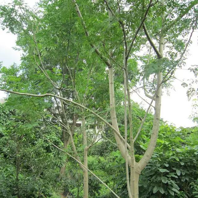 moringa oleifera zaden kopen moringa oleifera zaden kopen
