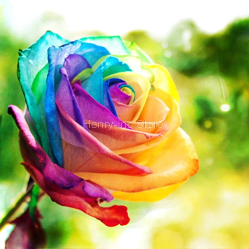 200 Rainbow Rose Seeds create multi coloured flowers 