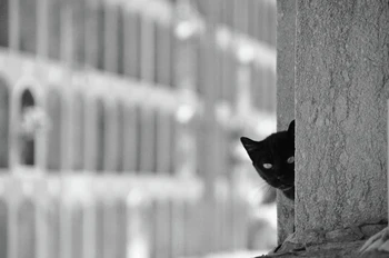 

photographic picture print on canvas black and white picture scenery painting Curiosity animals black cat behind the post poster