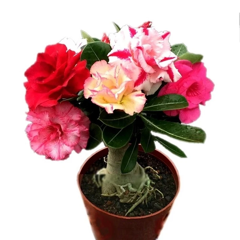 Hot Sale 5 pcs desert rose rare flower indoor bonsai Purifying Air Adenium Obesum garden flowers The Germination Rate 95%
