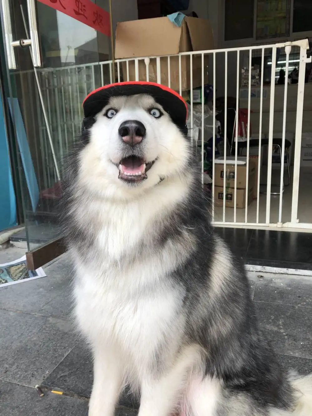 dog hat (6)