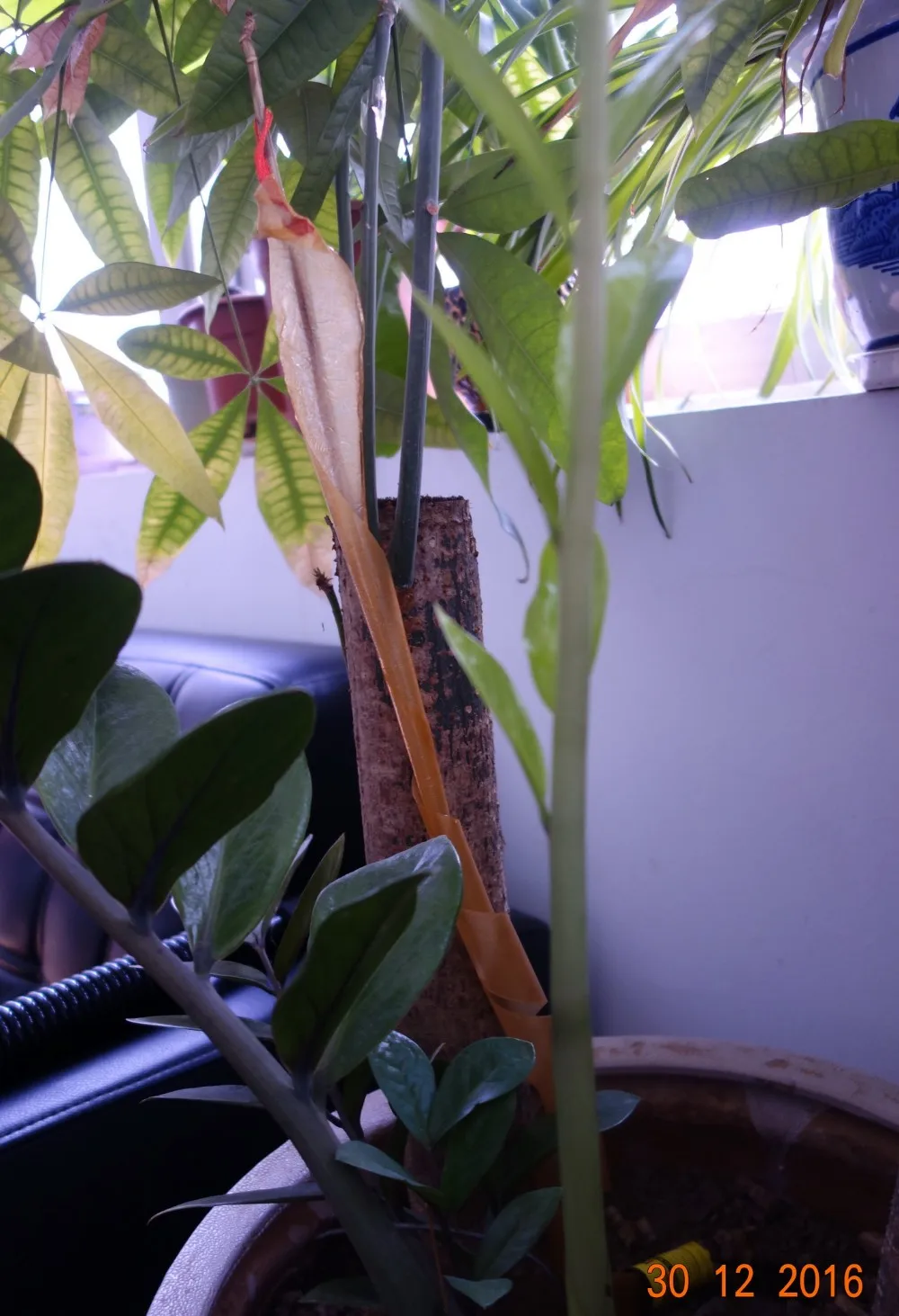 fly tree