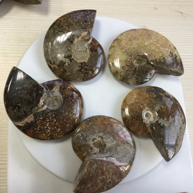 a231 5pcs natural fossil