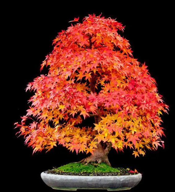 maple (1)